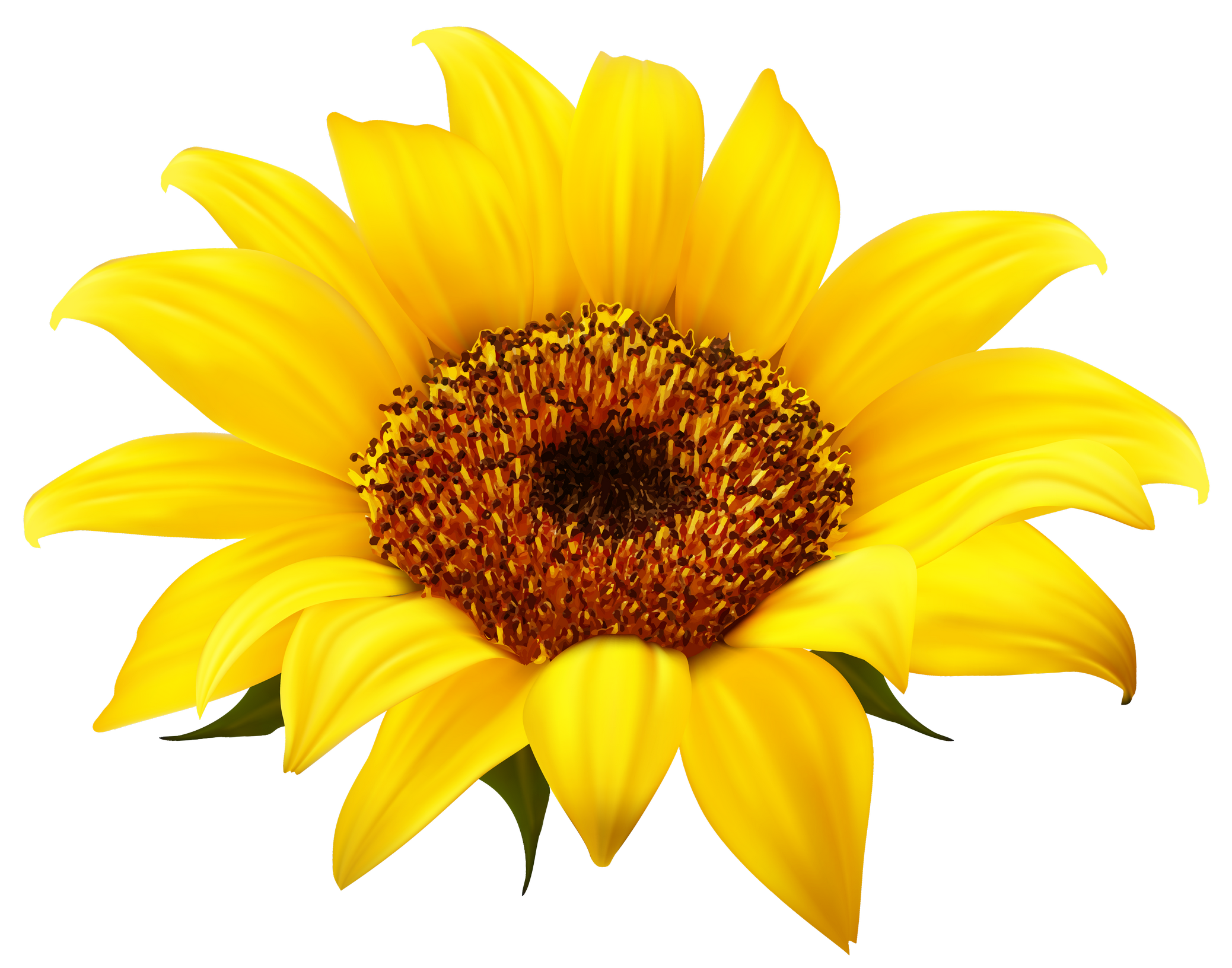 Sunflower2