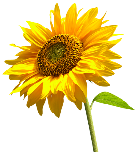 Sunflower3